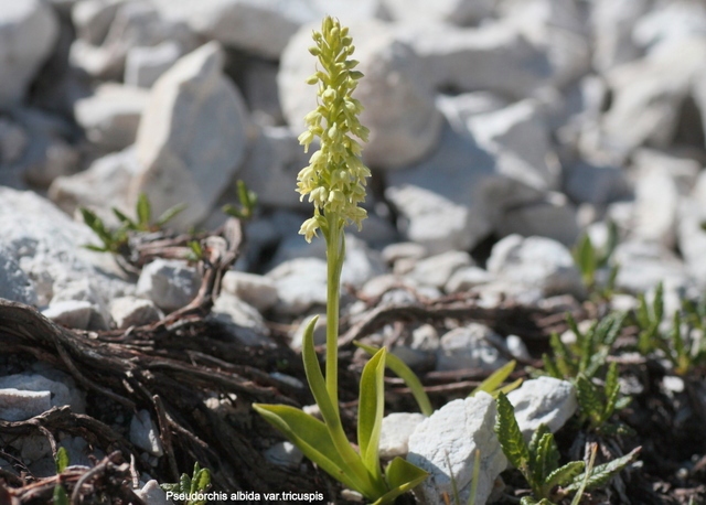 Pseudorchis albida e la variante tricuspis nel Parco nazionale del Gran Sasso e Laga